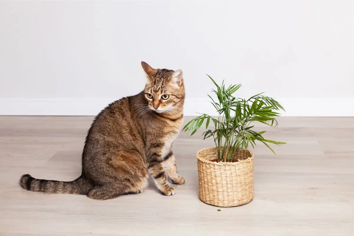 Quali sono le piante velenose per cani e gatti da non tenere in casa? La lista da conoscere