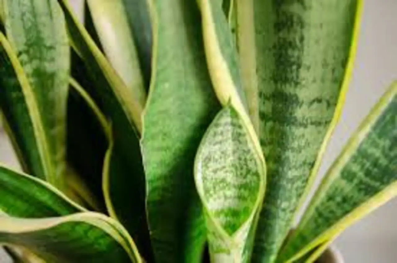 Piante che decorano e purificano insieme