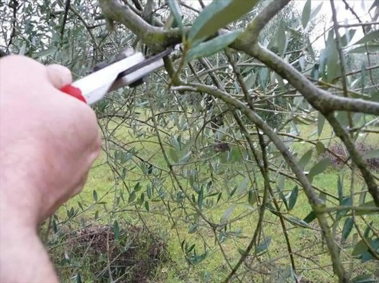 Il tuo ulivo in vaso perde le foglie? Ecco la causa e come intervenire subito