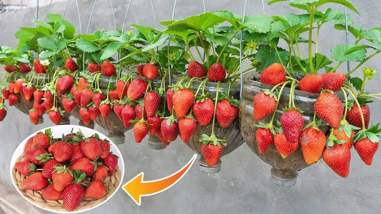 Come coltivare fragole dolci e abbondanti