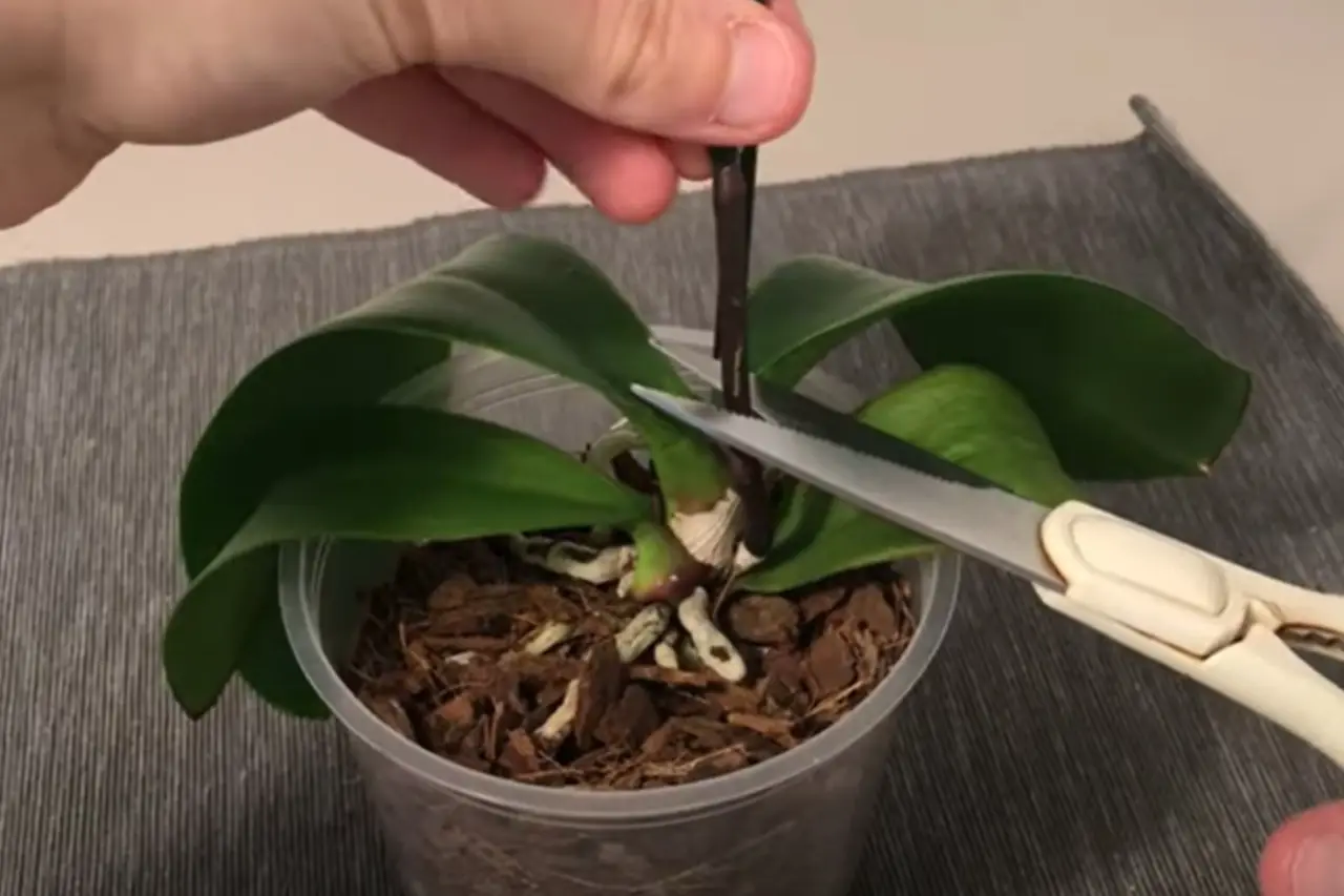 L’orchidea ha perso i fiori, cosa fare adesso? Non buttarla, ecco come farla rifiorire