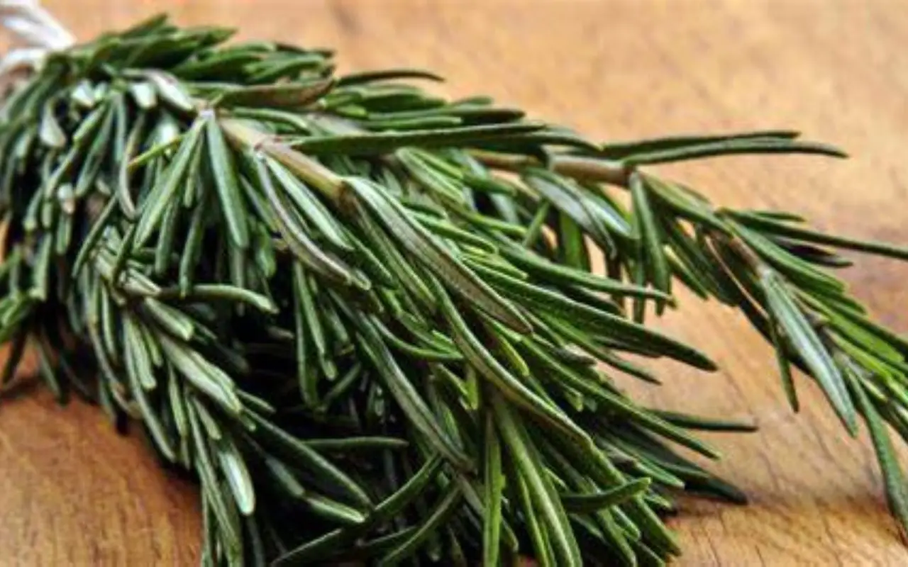 Come conservare le erbe aromatiche: ecco il metodo