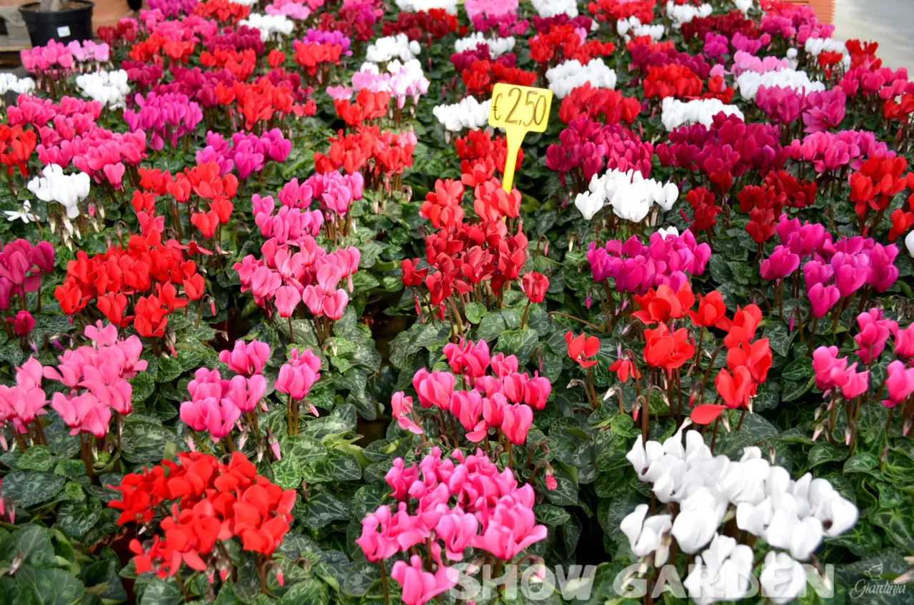 Quali sono le piante da appartamento che fioriscono in inverno? Per un tocco di colore