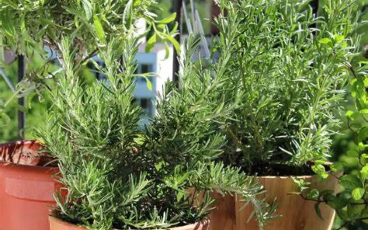 Piante che tengono lontane le zanzare in estate