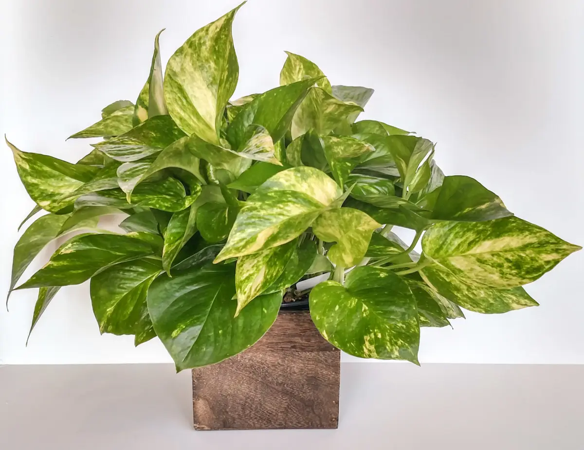 Le foglie del tuo pothos hanno macchie marroni, cosa sono? L’analisi delle cause